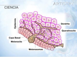 12 
Melanocito 
Melanosomas 
Dendrita 
Queratinocito 
Epidermis 
Capa Basal 
CIENCIA  
