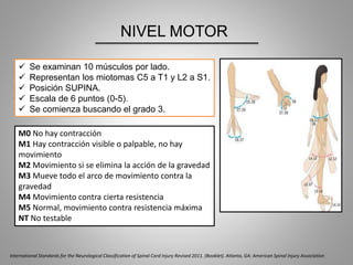 NIVEL MOTOR
 Se examinan 10 músculos por lado.
 Representan los miotomas C5 a T1 y L2 a S1.
 Posición SUPINA.
 Escala de 6 puntos (0-5).
 Se comienza buscando el grado 3.
M0 No hay contracción
M1 Hay contracción visible o palpable, no hay
movimiento
M2 Movimiento si se elimina la acción de la gravedad
M3 Mueve todo el arco de movimiento contra la
gravedad
M4 Movimiento contra cierta resistencia
M5 Normal, movimiento contra resistencia máxima
NT No testable
International Standards for the Neurological Classification of Spinal Cord Injury Revised 2011. (Booklet). Atlanta, GA: American Spinal Injury Association
 