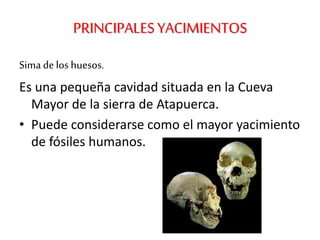 PRINCIPALESYACIMIENTOS
Sima de los huesos.
Es una pequeña cavidad situada en la Cueva
Mayor de la sierra de Atapuerca.
• Puede considerarse como el mayor yacimiento
de fósiles humanos.
 