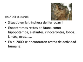 SIMA DELELEFANTE
• Situado en la trinchera del ferrocarril
• Encontramos restos de fauna como
hipopótamos, elefantes, rinocerontes, lobos.
Linces, osos…….
• En el 2000 se encontraron restos de actividad
humana.
 