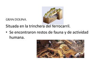GRAN DOLINA.
Situada en la trinchera del ferrocarril.
• Se encontraron restos de fauna y de actividad
humana.
 