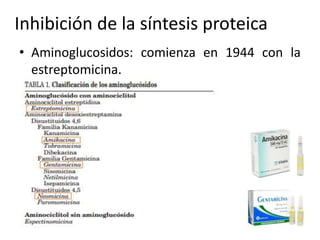 Inhibición de la síntesis proteica 
• Aminoglucosidos: comienza en 1944 con la 
estreptomicina. 
 