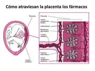 Cómo atraviesan la placenta los fármacos 
 
