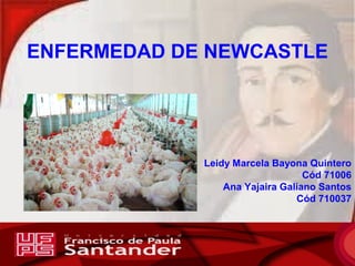 ENFERMEDAD DE NEWCASTLE 
Leidy Marcela Bayona Quintero 
Cód 71006 
Ana Yajaira Galiano Santos 
Cód 710037 
 