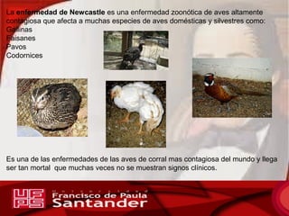 La enfermedad de Newcastle es una enfermedad zoonótica de aves altamente 
contagiosa que afecta a muchas especies de aves ...