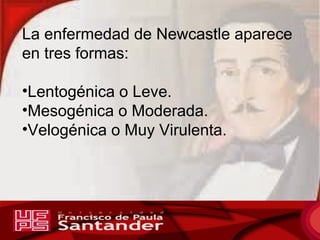La enfermedad de Newcastle aparece 
en tres formas: 
•Lentogénica o Leve. 
•Mesogénica o Moderada. 
•Velogénica o Muy Viru...