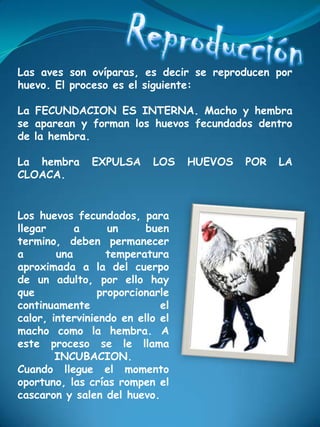 Las aves son ovíparas, es decir se reproducen por
huevo. El proceso es el siguiente:

La FECUNDACION ES INTERNA. Macho y hembra
se aparean y forman los huevos fecundados dentro
de la hembra.

La hembra      EXPULSA     LOS    HUEVOS   POR   LA
CLOACA.


Los huevos fecundados, para
llegar      a      un     buen
termino, deben permanecer
a       una        temperatura
aproximada a la del cuerpo
de un adulto, por ello hay
que              proporcionarle
continuamente                el
calor, interviniendo en ello el
macho como la hembra. A
este proceso se le llama
        INCUBACION.
Cuando llegue el momento
oportuno, las crías rompen el
cascaron y salen del huevo.
 