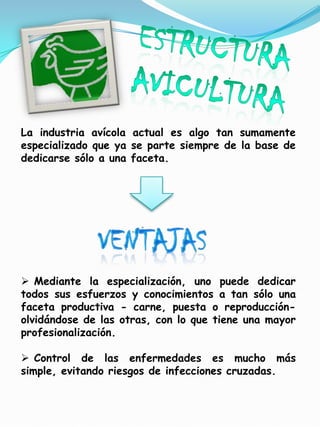 La industria avícola actual es algo tan sumamente
especializado que ya se parte siempre de la base de
dedicarse sólo a una faceta.




 Mediante la especialización, uno puede dedicar
todos sus esfuerzos y conocimientos a tan sólo una
faceta productiva - carne, puesta o reproducción-
olvidándose de las otras, con lo que tiene una mayor
profesionalización.

 Control de las enfermedades es mucho más
simple, evitando riesgos de infecciones cruzadas.
 