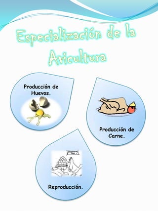 Producción de
   Huevos.




                         Producción de
                            Carne.




         Reproducción.
 