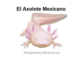 El Axolote Mexicano
Ambystoma Mexicanum
 