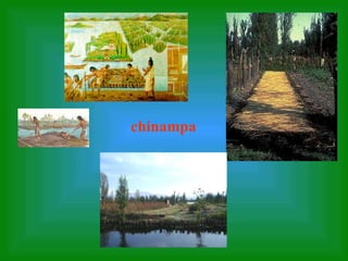   chinampa 