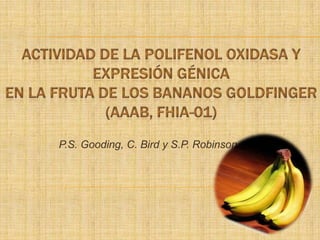 Actividad de la polifenol oxidasa y expresión génicaen la fruta de los bananos Goldfinger (AAAB, FHIA-01) P.S. Gooding, C. Bird y S.P. Robinson 