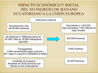 IMPACTO ECONÓMICO Y SOCIAL  DEL NO INGRESO DE BANANO ECUATORIANO A LA UNIÓN EUROPEA  PERJUICIO SOCIAL  No producirían más  De 50.000 hectáreas  Se afectarían a 1000productores de  50 HAS. Más de  40.000 trabajadores  agrícolas  Transportistas:  3,846 camiones(500 cajas c/camión ) 961 viajes X c/camión X SEM(961x4=3846) Equivalente a 1.523.000  cajas semanales =100 millones de cajas anuales  250.000 Personas  Cuadrillas de empaque : Alrededor de 28,00 personas que  laboran en las empacadoras  3.846 Choferes  84.000 Personas  