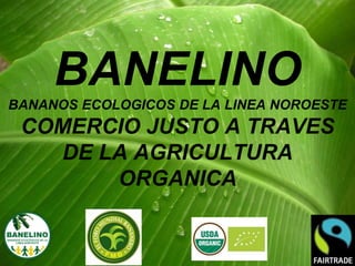 BANELINO
BANANOS ECOLOGICOS DE LA LINEA NOROESTE
COMERCIO JUSTO A TRAVES
DE LA AGRICULTURA
ORGANICA
 