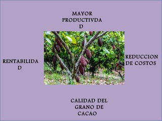 YOR
Conocimiento
CALIDAD DEL
GRANO DE
CACAO
MAYOR
PRODUCTIVDA
D
REDUCCION
DE COSTOSRENTABILIDA
D
 