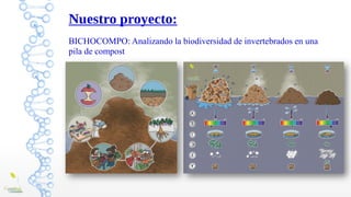 Nuestro proyecto:
BICHOCOMPO: Analizando la biodiversidad de invertebrados en una
pila de compost
 