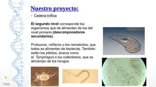 Nuestro proyecto:
BICHOCOMPO: Analizando la biodiversidad de invertebrados en una
pila de compost
 