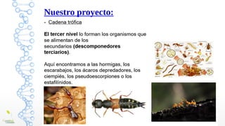 Nuestro proyecto:
BICHOCOMPO: Analizando la biodiversidad de invertebrados en una
pila de compost
 