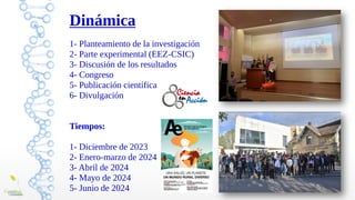 Dinámica
1- Planteamiento de la investigación
2- Parte experimental (EEZ-CSIC)
3- Discusión de los resultados
4- Congreso
5- Publicación científica
6- Divulgación
Tiempos:
1- Diciembre de 2023
2- Enero-marzo de 2024
3- Abril de 2024
4- Mayo de 2024
5- Junio de 2024
 