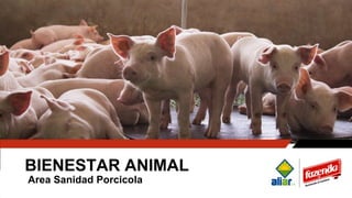 BIENESTAR ANIMAL
Area Sanidad Porcicola
 