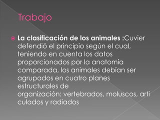    La clasificación de los animales :Cuvier
    defendió el principio según el cual,
    teniendo en cuenta los datos
    proporcionados por la anatomía
    comparada, los animales debían ser
    agrupados en cuatro planes
    estructurales de
    organización: vertebrados, moluscos, arti
    culados y radiados
 
