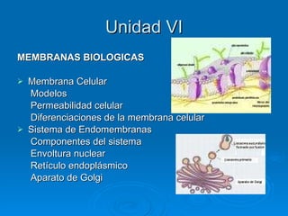 Unidad VI MEMBRANAS BIOLOGICAS Membrana Celular Modelos Permeabilidad celular Diferenciaciones de la membrana celular Sistema de Endomembranas Componentes del sistema Envoltura nuclear Retículo endoplásmico Aparato de Golgi 