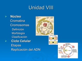 Unidad VIII Núcleo Cromatina  Cromosomas Definición Morfología Clasificación Ciclo Celular Etapas Replicación del ADN 
