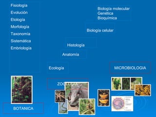 Biología molecular Genética Bioquímica Histología Biología celular Anatomía Ecología Fisiología Evolución Etología Morfología Taxonomía Sistemática Embriología MICROBIOLOGIA BOTANICA ZOOLOGIA 