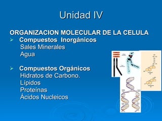 Unidad IV ORGANIZACION MOLECULAR DE LA CELULA  Compuestos  Inorgánicos   Sales Minerales Agua Compuestos Orgánicos Hidratos de Carbono. Lípidos Proteínas Ácidos Nucleicos 