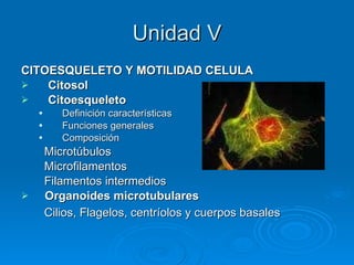 Unidad V CITOESQUELETO Y MOTILIDAD CELULA  Citosol Citoesqueleto Definición características Funciones generales Composición Microtúbulos Microfilamentos Filamentos intermedios Organoides microtubulares Cilios, Flagelos, centríolos y cuerpos basales   