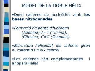 MODEL DE LA DOBLE HÈLIX Dues cadenes de nucleòtids amb  les bases   nitrogenades . Formació de ponts d'hidrogen  (Adenina) A=T (Timina), (Citosina) C=G (Guanina). Estructura helicoidal, les cadenes giren al voltant d’un eix central. Les cadenes són complementàries  i antiparal·leles 