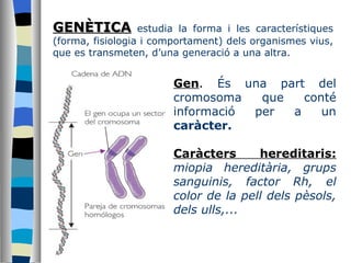 GENÈTICA   estudia la forma i les característiques (forma, fisiologia i comportament) dels organismes vius, que es transmeten, d’una generació a una altra. Gen .  És una part del cromosoma que conté informació per a un  caràcter. Caràcters hereditaris:   miopia hereditària, grups sanguinis, factor Rh, el color de la pell dels pèsols, dels ulls,... 
