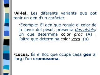 Al·lel.   Les diferents variants que pot tenir un gen d’un caràcter.  Exemple: El gen que regula el color de la llavor del pèsol, presenta  dos al·lels : Un que determina  color  groc  (A) i l’altre que determina  color  verd .  (a) Locus .   És el lloc que ocupa cada  gen  al llarg d’un  cromosoma .  