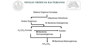Materia Orgánica Compleja
Ácidos Orgánicos
I-Bacterias Hidrolíticas
H2,CO2,Formato Acetato
III-Bacterias
Homoacetogénicas
CH4,CO2
IV-Bacterias Metanogénicas
II. Bacterias Acetogénicas
NIVELES TRÓFICOS BACTERIANOS
 
