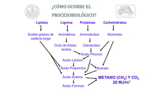 Lípidos Lignina Proteínas
Ácidos grasos de
cadena larga
Aromáticos
Ciclo de Krebs
ácidos
Aminoácidos
Cetoácidos
Carbohidratos
Ácido Pirúvico
Alcoholes
Butirato
Ácido Láctico
Ácido Propiónico
Ácido Acético
Ácido Fórmico
METANO (CH4) Y CO2
20 MJ/m3
¿CÓMO OCURRE EL
PROCESOBIOLÓGICO?
 