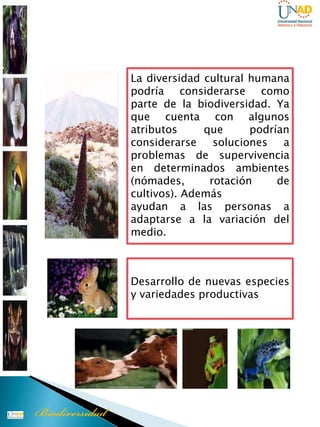 La diversidad cultural humana
podría considerarse como
parte de la biodiversidad. Ya
que cuenta con algunos
atributos     que      podrían
considerarse    soluciones   a
problemas de supervivencia
en determinados ambientes
(nómades,      rotación     de
cultivos). Además
ayudan a las personas a
adaptarse a la variación del
medio.



Desarrollo de nuevas especies
y variedades productivas
 