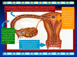 -   LA FECUNDACIÓN La fecundación es la unión de un óvulo y un espermatozoide que tiene lugar en el interior del cuerpo de la mujer. Para que se produzca la fecundación debe realizarse el coito, que consiste en la introducción del pene erecto en el interior de la vagina. Durante el coito se produce la  eyacculación  con la cual se  liberan 300 millones de espermatozoides, que se  depositan en la entrada del útero. Los espermatozoides avanzan por el útero hacia las trompas de Falopio, donde  puede producirse la  fecundación si en  ellas se encuentra un óvulo. De la fecundación se obtiene una célula huevo o zigoto. A partir de ese momento se inicia el embarazo. El zigoto comienza el proceso de división celular que dará lugar al embrión y, simultáneamente, se desplaza hacia el útero. Cuando el embrión  llega al útero, se  implanta en él; es  decir, se adhiere al  endometrio que recubre el útero y  esto marca el  comienzo de la  gestación. 