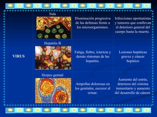 Aumento del estrés, deterioro del sistema inmunitario y aumento del desarrollo de cáncer. Ampollas dolorosas en los genitales, escozor al orinar. Herpes genital Lesiones hepáticas graves y cáncer hepático Fatiga, fiebre, ictericia y demás síntomas de las hepatitis. Hepatitis B Infecciones oportunistas y tumores que conllevan el deterioro general del cuerpo hasta la muerte.  Disminución progresiva de las defensas frente a los microorganismos. Sida VIRUS 