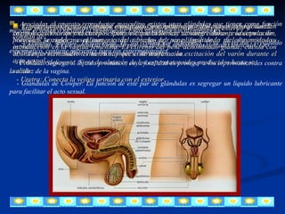 Asociadas al aparato reproductor masculino existen unas glándulas que tienen como función mezclar el semen o facilitar la penetración. Estas glándulas son las siguientes: - Vesícula seminal. Desembocan en los conductos deferentes y su secreción, el líquido espermático, contiene nutrientes para los espermatozoides. - Próstata. Segrega el líquido prostático, cuya finalidad es proteger a los espermatozoides contra la acidez de la vagina. - Glándulas de Cowper. La función de este par de glándulas es segregar un líquido lubricante para facilitar el acto sexual. Los testículos son dos órganos constituidos por numerosos túbulos seminíferos donde se producen los espermatozoides. Entre estos túbulos hay también células productoras de hormonas sexuales masculinas y están cubiertos por un pliegue de la piel denominado escroto. Las vías reproductoras recogen y transportan los espermatozoides al exterior y constan de: -Epidídimo. Es un conducto formado por los túbulos seminíferos de cada testículo. En él, los espermatozoides terminan el proceso de maduración. -Conducto deferente. Sirve de almacén de los espermatozoides producidos hasta su salida. - Uretra: Conecta la vejiga urinaria con el exterior. El pene es el órgano copulador masculino. Se constituye por dos masas esponjosas:   los cuerpos cavernarios y el cuerpo esponjoso, que al llenase de sangre durante la copulación, provocan la rigidez y el aumento del tamaño del pene, facilitando de este modo, su introducción en la vagina femenina. El extremo del pene denominado glande, cuenta con abundantes terminaciones nerviosas que contribuyen a la excitación del varón durante el acto sexual . 