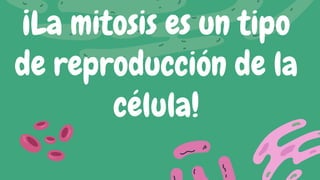 ¡La mitosis es un tipo
de reproducción de la
célula!
 