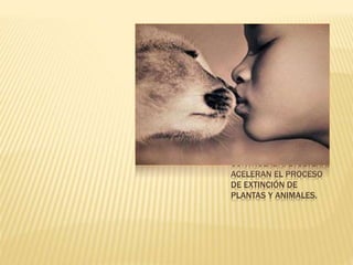 EL CRECIMIENTO DE LA
POBLACIÓN, EL USO DE
NUEVAS ÁREAS DE
CULTIVO, LA UTILIZACIÓN
DE OTRAS ZONAS PARA
LA GANADERÍA, LA
EXPLOTACIÓN DE
MINERALES, LA
CONTAMINACIÓN, LA
CACERÍA NO
CONTROLADA, ETCÉTERA,
ACELERAN EL PROCESO
DE EXTINCIÓN DE
PLANTAS Y ANIMALES.
 
