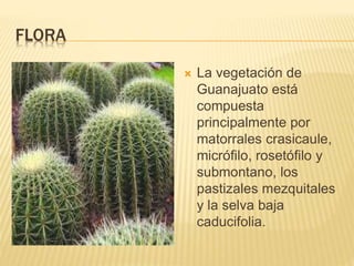 FLORA
 La vegetación de
Guanajuato está
compuesta
principalmente por
matorrales crasicaule,
micrófilo, rosetófilo y
submontano, los
pastizales mezquitales
y la selva baja
caducifolia.
 