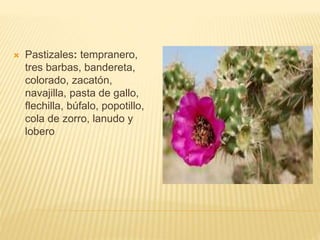  Pastizales: tempranero,
tres barbas, bandereta,
colorado, zacatón,
navajilla, pasta de gallo,
flechilla, búfalo, popotillo,
cola de zorro, lanudo y
lobero
 