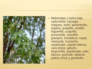 
 Matorrales y selva baja
caducifolia: biznaga,
maguey, sotol, garambullo,
órgano, guapilla, ocotillo,
higuerilla, cuajotilo,
joconoxtle, coyotillo,
granjero, tronadora, nopal,
mezquite, huizache,
cazahuate, zapote blanco,
vara dulce, gatuño,
largoncillo, pepahuaje, palo
blanco, pochote, tepame,
palma chica y garaballo.
 