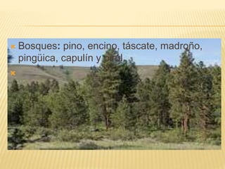  Bosques: pino, encino, táscate, madroño,
pingüica, capulín y pirúl.

 