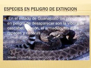 ESPECIES EN PELIGRO DE EXTINCION
 En el estado de Guanajuato las principales
en peligro de desaparecer son la víbora de
cascabel, el tejón, el armadillo, las aves
rapaces y canoras.
 
