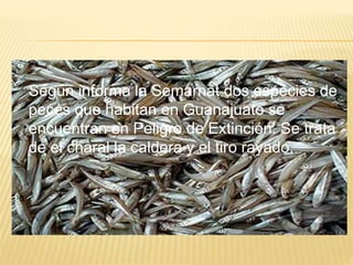 Según informa la Semarnat dos especies de
peces que habitan en Guanajuato se
encuentran en Peligro de Extinción. Se trata
de el charal la caldera y el tiro rayado,
 