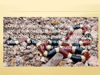 Otras especies en riesgo de desaparecer
son el cacomixtle, el zorrillo manchado, la
rana pinta, la culebra alicante, la culebra real
potosina, la falsa coral o coralillo, la culebra
de cuello negro, la rata canguro y el oso
negro.
 