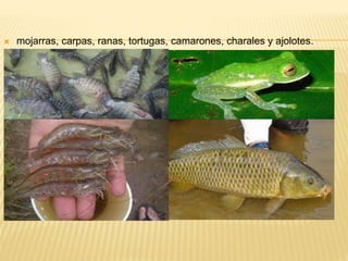 mojarras, carpas, ranas, tortugas, camarones, charales y ajolotes.
 