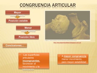 CONGRUENCIA ARTICULAR 
Posición estable 
Posición libre 
• A mayor congruencia, 
menor movimiento, 
pero mayor estabilidad 
• Las superficies 
articulares 
incongruentes, 
favorecen el 
movimiento y la 
lubricación 
Mayor 
congruencia 
Menor 
congruencia 
Conclusiones… 
http://esculapiohijodelsol.blogspot.com.ar/ 
 